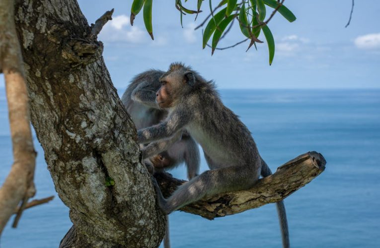 Gunung Tertinggi di Indonesia: Panduan Lengkap untuk Pemula yang Ingin Menjelajah Alam