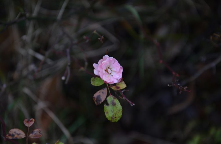 Zodiak Rose BLACKPINK: Karakter dan Prediksi Menarik dari Bintang Sang Penyanyi